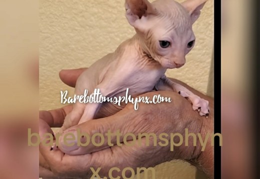 Sphynx male kittens very sweet Sphynx male kittens very sweet