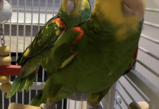 Double Yellow Amazon Pair Double Yellow Amazon Pair