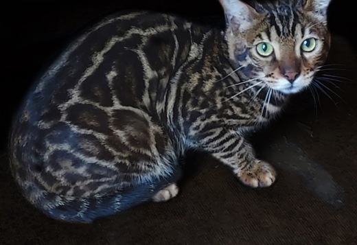 F2 male Bengal F2 male Bengal