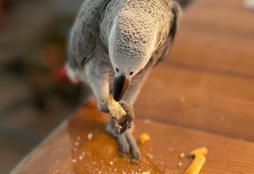!!!African Grey Parrots for sale !!!African Grey Parrots for sale