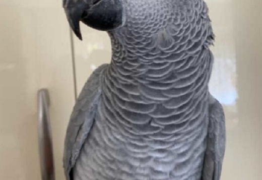African grey female parrot African grey female parrot