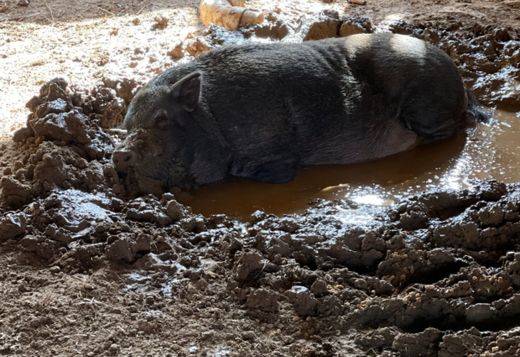 Closing down farm - mini pigs Closing down farm - mini pigs