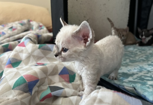Purebred Devon Rex Kitten Purebred Devon Rex Kitten