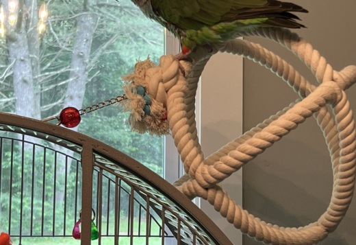  Birds & Parrots for Sale 