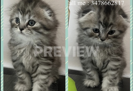 Scottish Fold kittens-шотландские котята Scottish Fold kittens-шотландские котята
