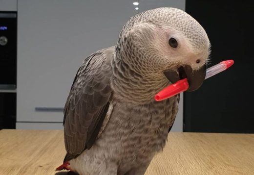 African Grey Parrot African Grey Parrot