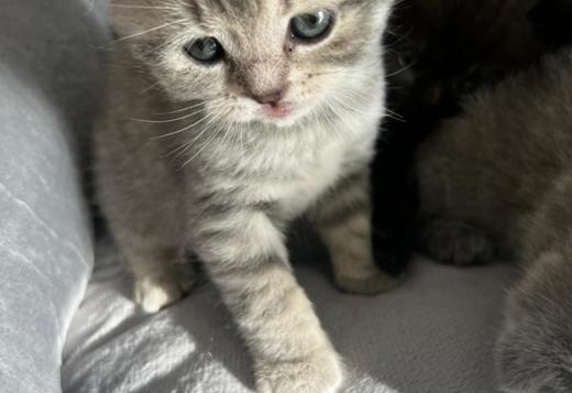 Scottish straight and Scottish fold: Scottish straight and Scottish fold: