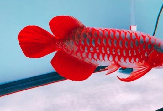 Golden Arowana Fish For Sale And Many Others Now 8... Golden Arowana Fish For Sale And Many Others Now 845 202 9739