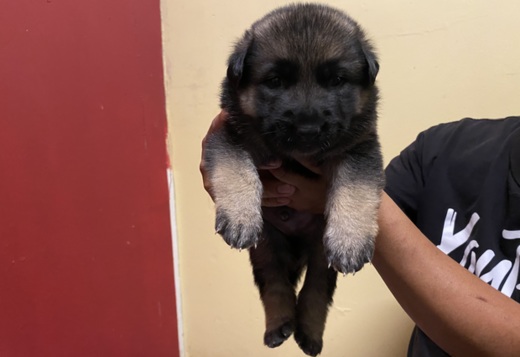 Cute German sheperd Cute German sheperd