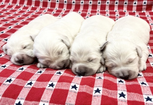 Golden Retriever Puppies Golden Retriever Puppies