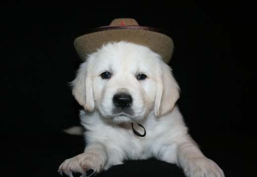 English Golden Retriever Puppies English Golden Retriever Puppies