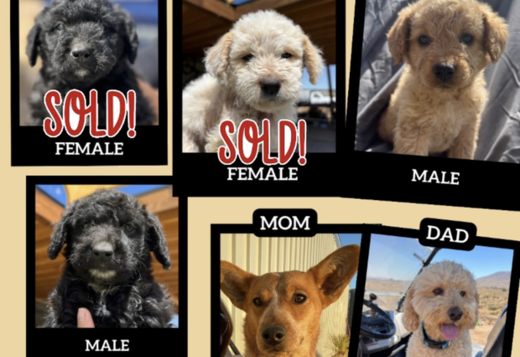 HeelerDoodle HeelerDoodle