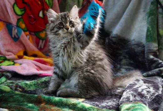 Kittens for sale Kittens for sale