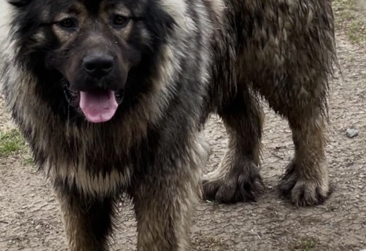 Caucasian Shepherd puppies Caucasian Shepherd puppies