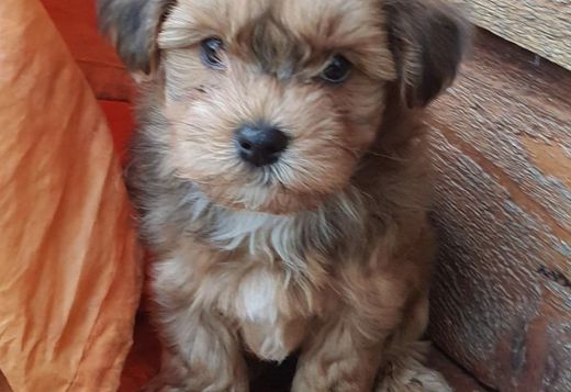 Cute Havanese Puppies Cute Havanese Puppies