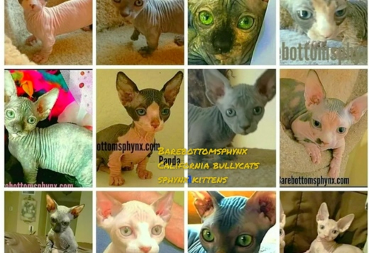 Sphynx Bullycats Elf's dwelfs and Limbo and Lykoi... Sphynx Bullycats Elf's dwelfs and Limbo and Lykoi kitten's for sale