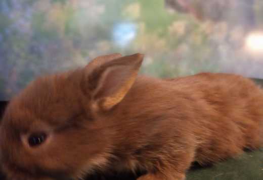 Holland Lop and Lionhead Bunnies for Sale Holland Lop and Lionhead Bunnies for Sale