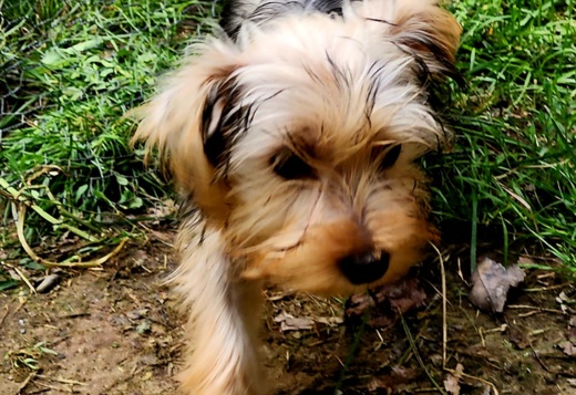 Yorkshire Terrier Puppies Yorkshire Terrier Puppies