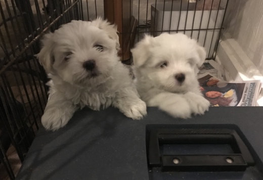 3 females pure Maltese puppies 3 females pure Maltese puppies