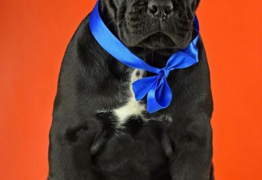 Cane Corso Puppies available  For sale Cane Corso Puppies available  For sale