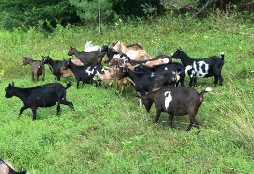 Free Goats Free Goats