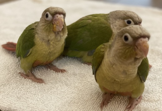 Cinnamon Greencheek Conure Cinnamon Greencheek Conure