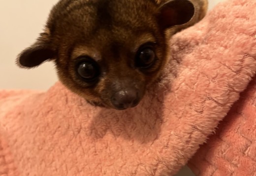 Kinkajou Kinkajou