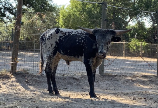 Miniature Texas longhorn Miniature Texas longhorn