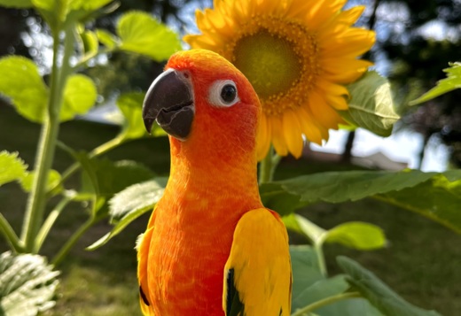  Birds & Parrots for Sale 