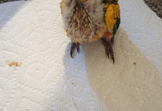 Sun Conures Sun Conures