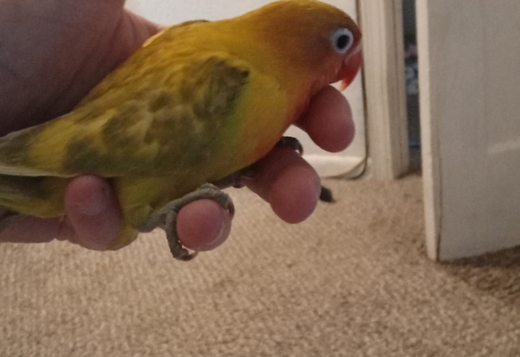 Fisher lovebirds Fisher lovebirds