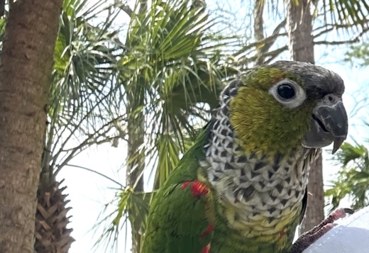  Birds & Parrots for Sale 