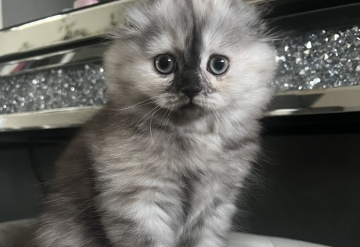 Scottish Fold/Straight kittens looking for new hom... Scottish Fold/Straight kittens looking for new home (Valley Village)