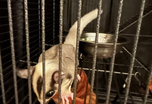 2 young sugar gliders looking for a new home 2 young sugar gliders looking for a new home