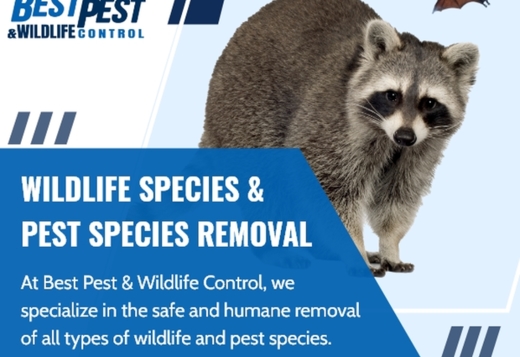Best Pest & Wildlife Control Best Pest & Wildlife Control