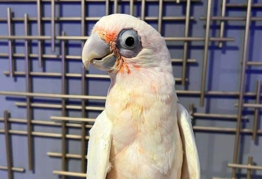  Birds & Parrots for Sale 