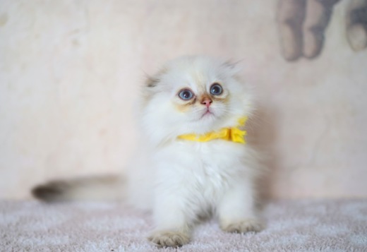Scottish fold kitten Scottish fold kitten