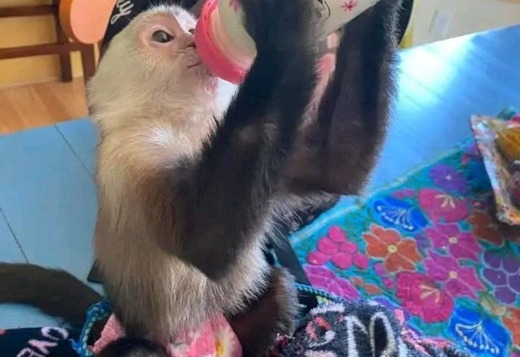 Capuchin Monkeys for Sale Capuchin Monkeys for Sale