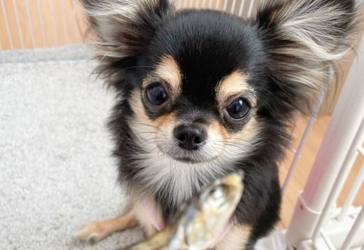 Male & Female Chihuahua Puppies Male & Female Chihuahua Puppies