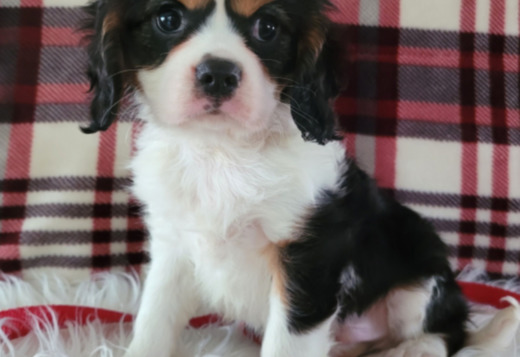 Adorable Male & Female Cavalier King Charles Spani... Adorable Male & Female Cavalier King Charles Spaniel Puppies
