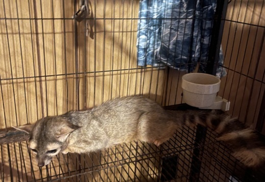 Miners Cat (Ringtail Cat) Miners Cat (Ringtail Cat)