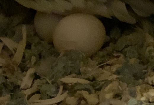 Cockatiels For Sale SOON Cockatiels For Sale SOON