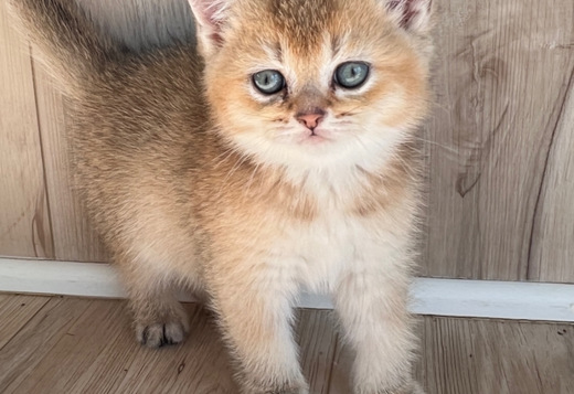 Scottish male kitten Scottish male kitten