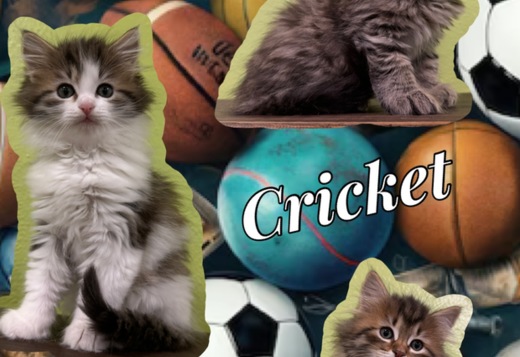 Siberian kittens out of international winning pare... Siberian kittens out of international winning parents