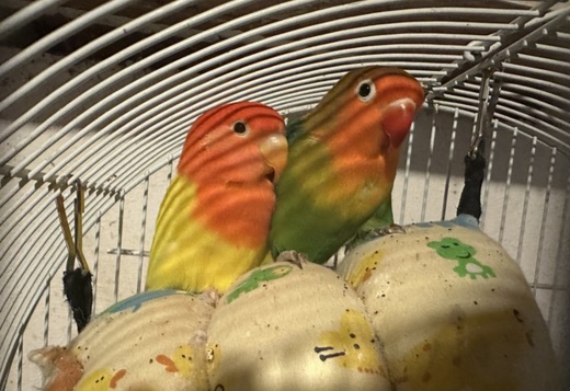  Birds & Parrots for Sale 