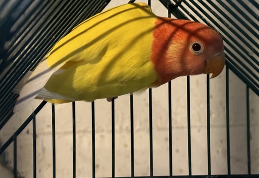  Birds & Parrots for Sale 