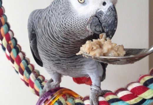  Birds & Parrots for Sale 