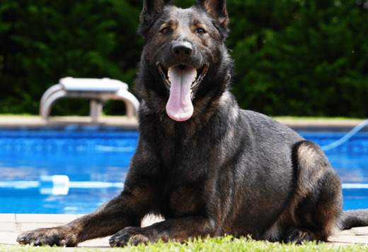 Available Protection Dog for Sale Available Protection Dog for Sale