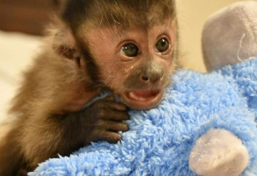 Beautiful Capuchin Monkey. Beautiful Capuchin Monkey.