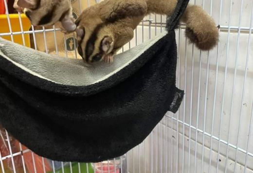 Adorable sugar gliders looking for a lovely home. Adorable sugar gliders looking for a lovely home.
